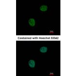 Immunofluorescence - GNAT2 antibody from Signalway Antibody (23007) - Antibodies.com