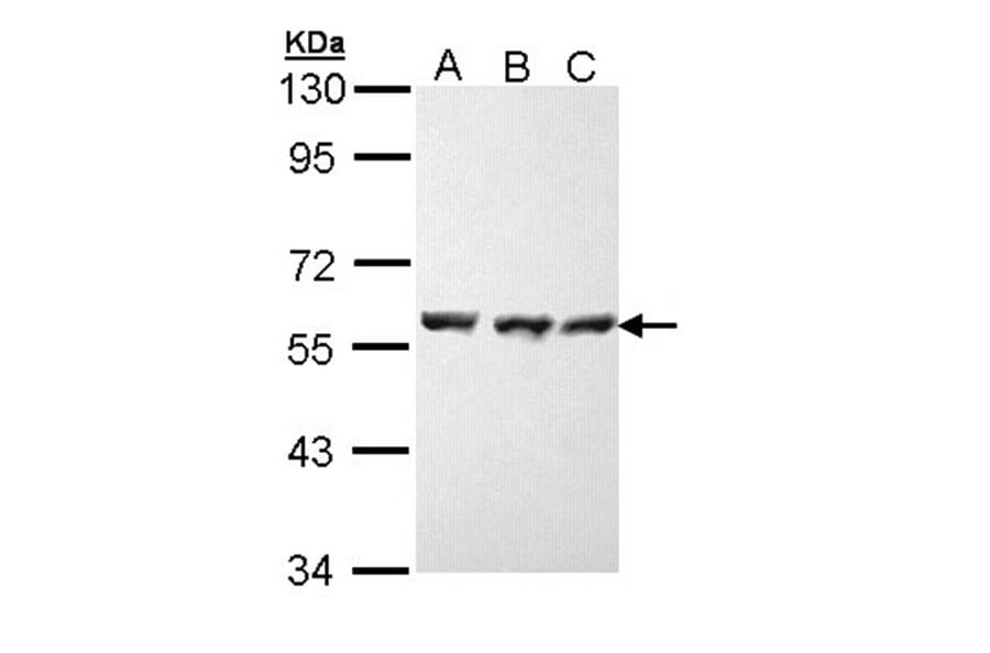 HSP70 antibody from Signalway Antibody (23022) - Antibodies.com