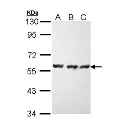 HSP70 antibody from Signalway Antibody (23022) - Antibodies.com