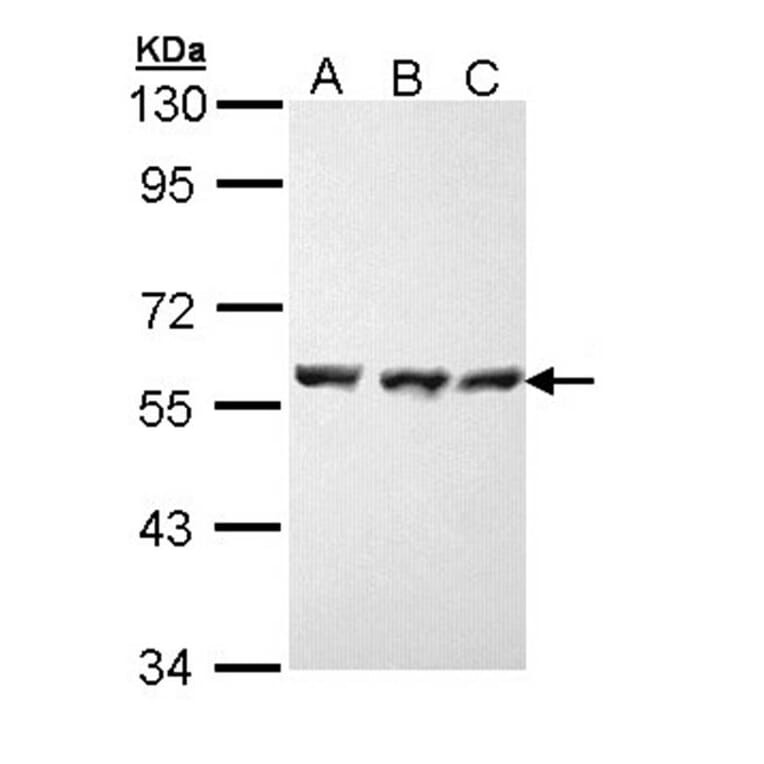 HSP70 antibody from Signalway Antibody (23022) - Antibodies.com