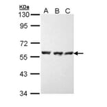 HSP70 antibody from Signalway Antibody (23022) - Antibodies.com