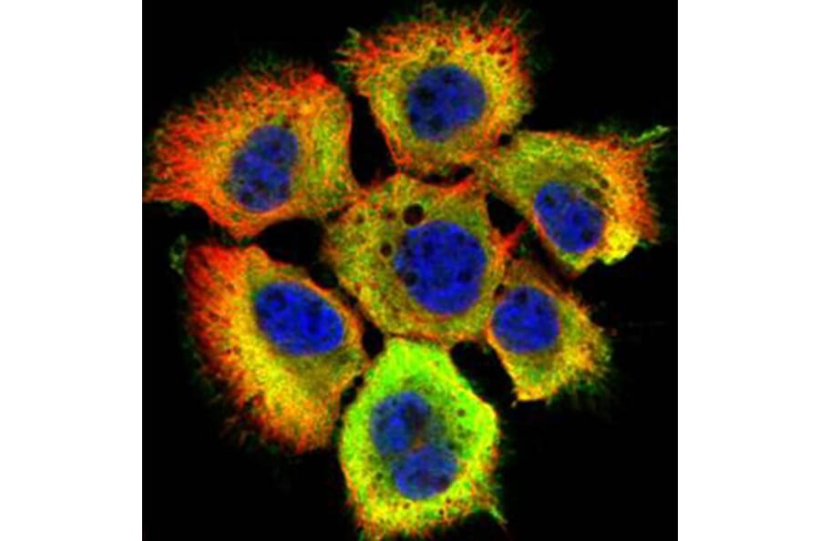 HSP70 antibody from Signalway Antibody (23022) - Antibodies.com