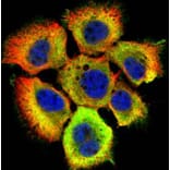 HSP70 antibody from Signalway Antibody (23022) - Antibodies.com