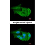 Immunofluorescence - PGAM2 antibody from Signalway Antibody (23052) - Antibodies.com