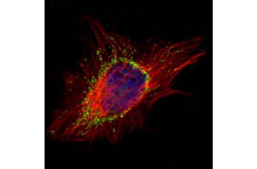 AP1S2 antibody from Signalway Antibody (23094) - Antibodies.com