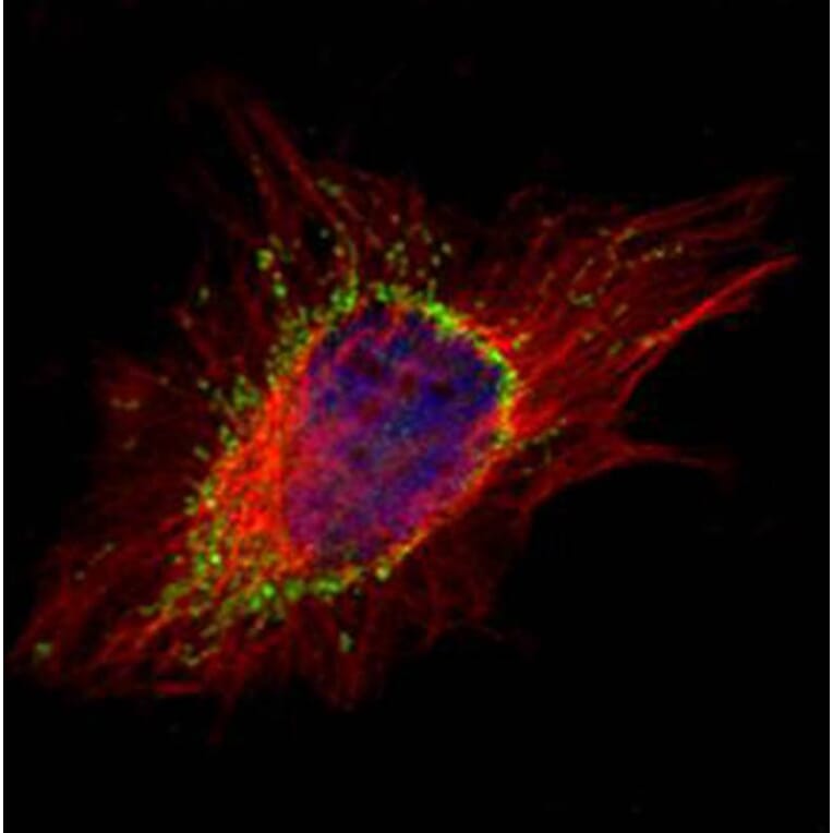 AP1S2 antibody from Signalway Antibody (23094) - Antibodies.com