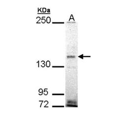 EHBP1 antibody from Signalway Antibody (23118) - Antibodies.com