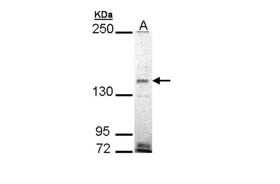 EHBP1 antibody from Signalway Antibody (23118) - Antibodies.com