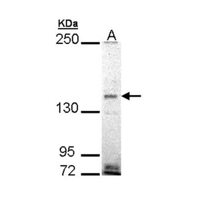 EHBP1 antibody from Signalway Antibody (23118) - Antibodies.com