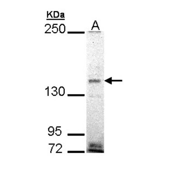 EHBP1 antibody from Signalway Antibody (23118) - Antibodies.com