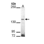 EHBP1 antibody from Signalway Antibody (23118) - Antibodies.com