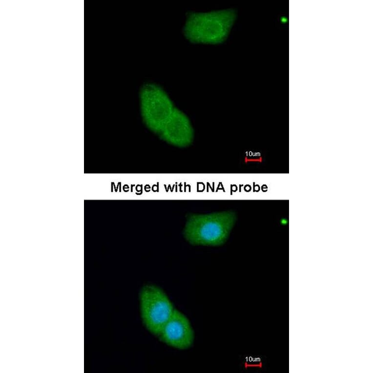 Immunofluorescence - EHBP1 antibody from Signalway Antibody (23118) - Antibodies.com