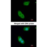 Immunofluorescence - EHBP1 antibody from Signalway Antibody (23118) - Antibodies.com
