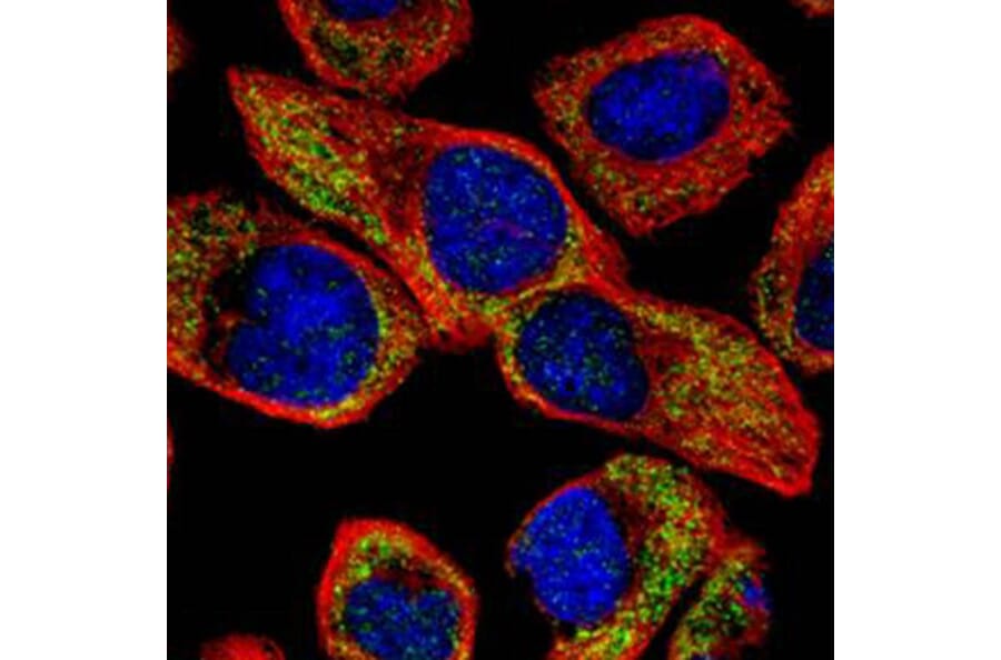 NCS-1 antibody from Signalway Antibody (23119) - Antibodies.com