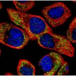 NCS-1 antibody from Signalway Antibody (23119) - Antibodies.com