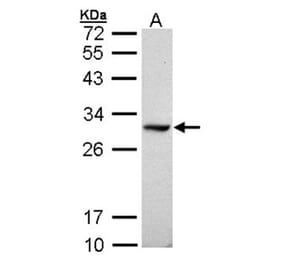 DDAH1 antibody from Signalway Antibody (23121) - Antibodies.com