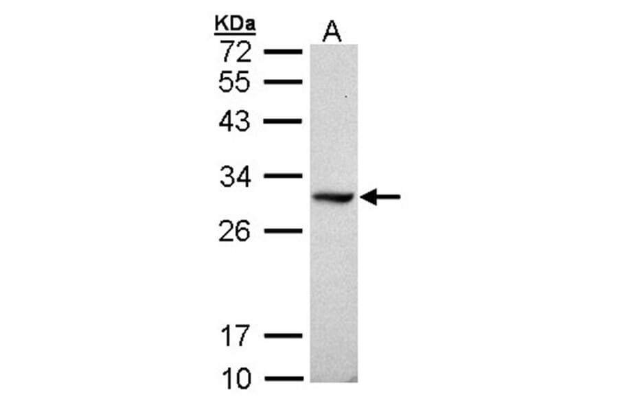 DDAH1 antibody from Signalway Antibody (23121) - Antibodies.com