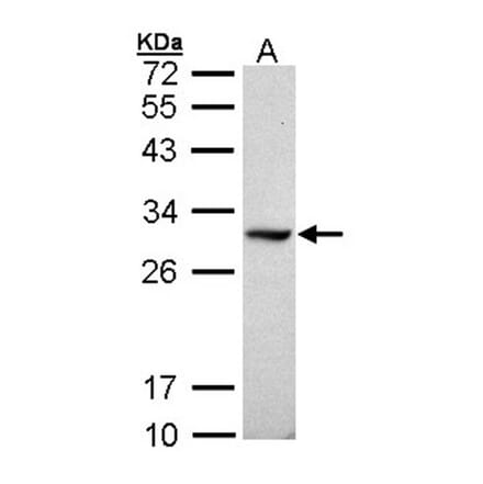 DDAH1 antibody from Signalway Antibody (23121) - Antibodies.com