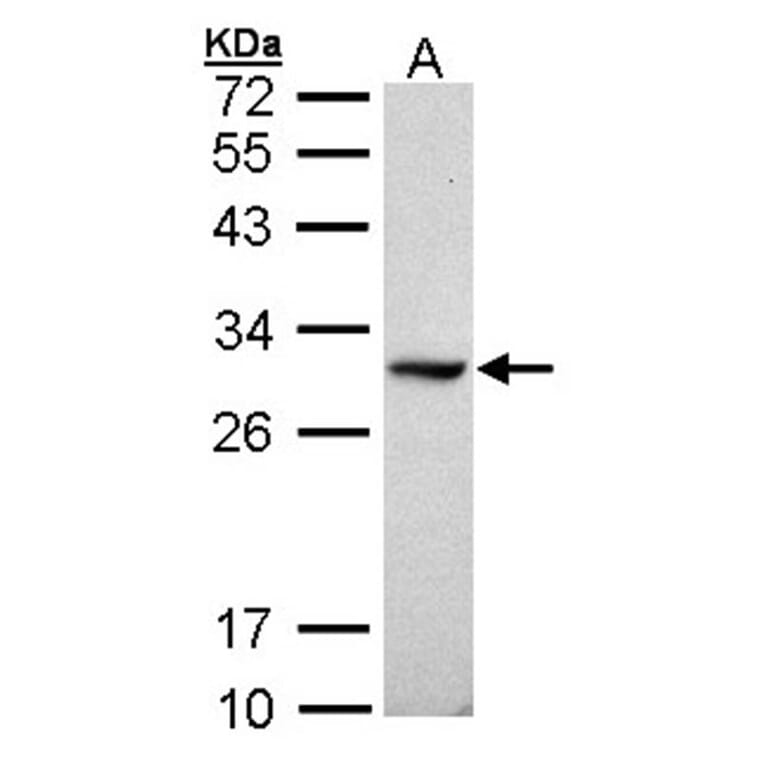 DDAH1 antibody from Signalway Antibody (23121) - Antibodies.com