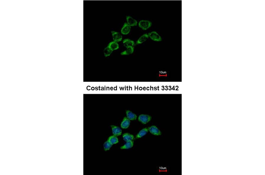 Immunofluorescence - DDAH1 antibody from Signalway Antibody (23121) - Antibodies.com
