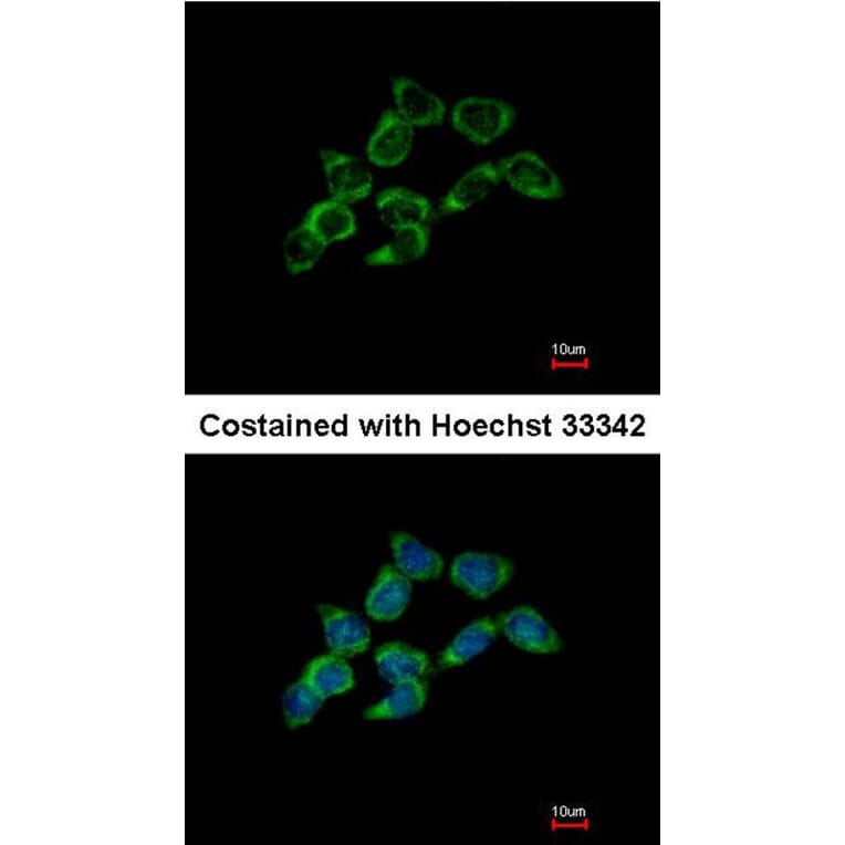 Immunofluorescence - DDAH1 antibody from Signalway Antibody (23121) - Antibodies.com