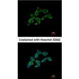 Immunofluorescence - DDAH1 antibody from Signalway Antibody (23121) - Antibodies.com