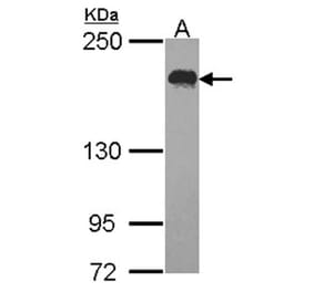 USP47 antibody from Signalway Antibody (23137) - Antibodies.com