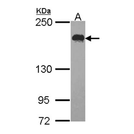 USP47 antibody from Signalway Antibody (23137) - Antibodies.com