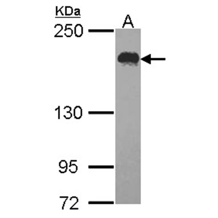 USP47 antibody from Signalway Antibody (23137) - Antibodies.com