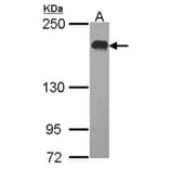 USP47 antibody from Signalway Antibody (23137) - Antibodies.com