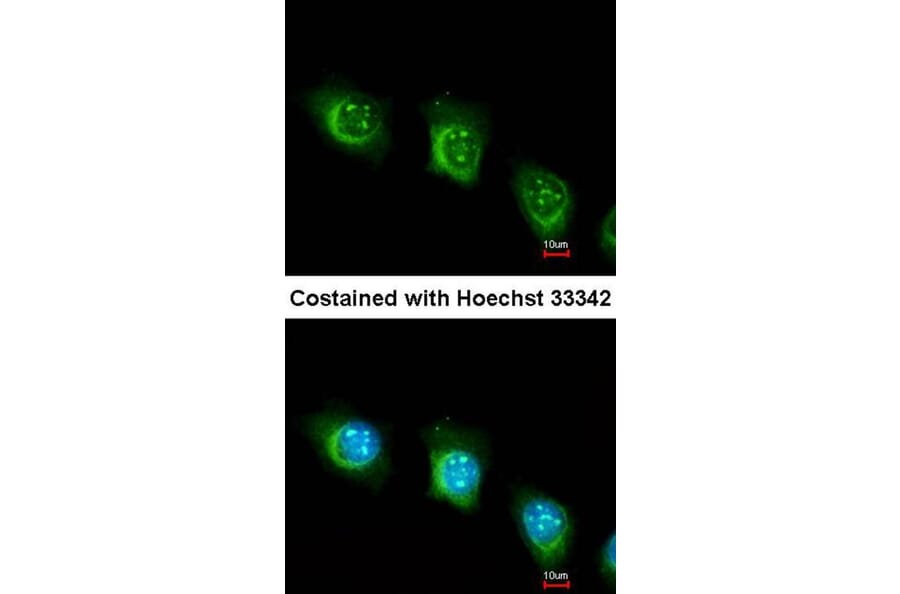 Immunofluorescence - USP47 antibody from Signalway Antibody (23137) - Antibodies.com