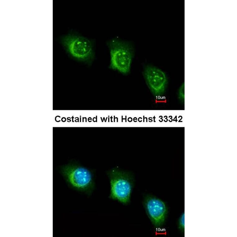 Immunofluorescence - USP47 antibody from Signalway Antibody (23137) - Antibodies.com