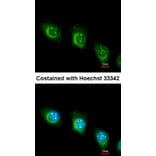 Immunofluorescence - USP47 antibody from Signalway Antibody (23137) - Antibodies.com