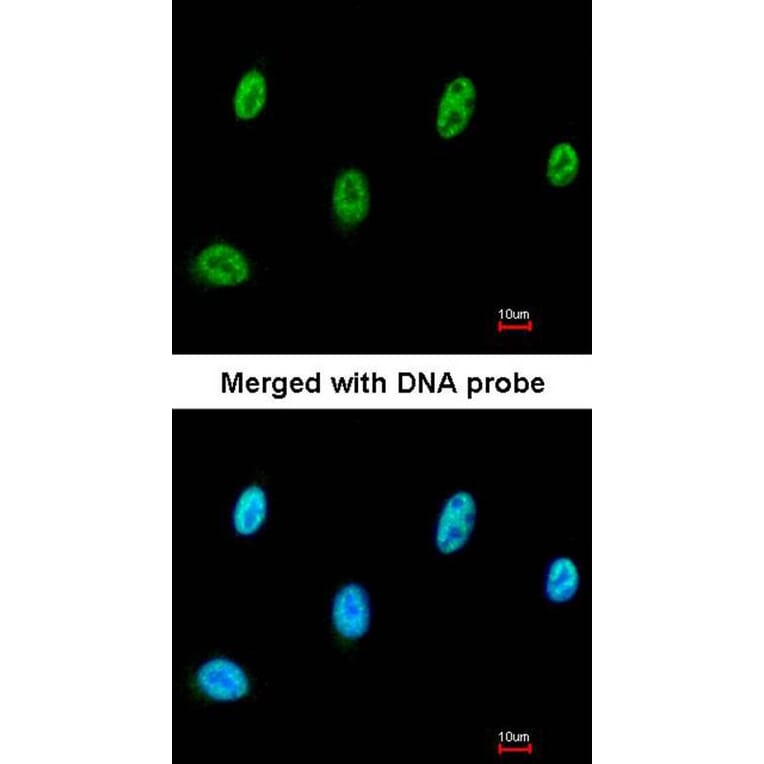 Immunofluorescence - SESN3 antibody from Signalway Antibody (23170) - Antibodies.com