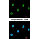 Immunofluorescence - SESN3 antibody from Signalway Antibody (23170) - Antibodies.com
