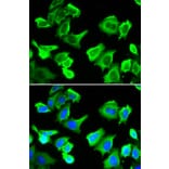 Immunofluorescence - HSPB1 Antibody from Signalway Antibody (32036) - Antibodies.com