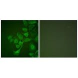 Immunofluorescence - TIMP2 Antibody from Signalway Antibody (33503) - Antibodies.com