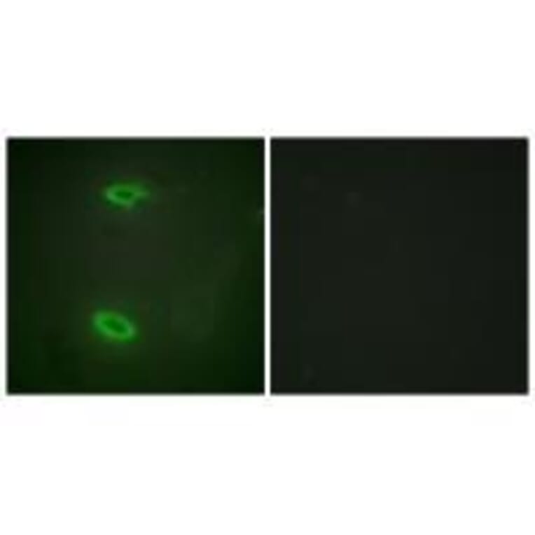 Immunofluorescence - DLGP1 Antibody from Signalway Antibody (33563) - Antibodies.com