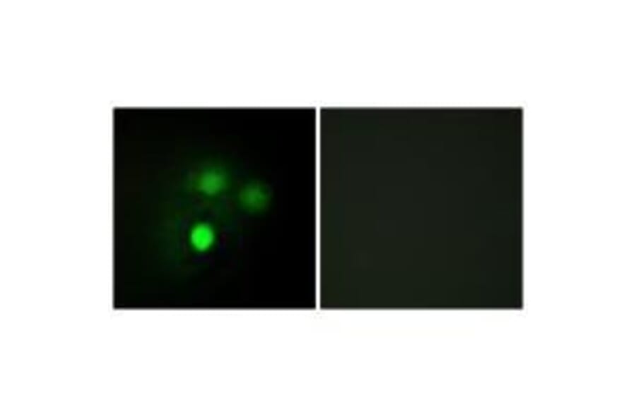 Immunofluorescence - KNTC2 Antibody from Signalway Antibody (33568) - Antibodies.com