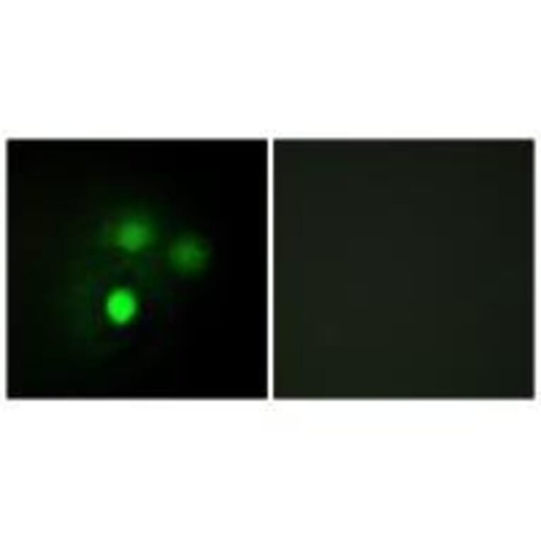 Immunofluorescence - KNTC2 Antibody from Signalway Antibody (33568) - Antibodies.com