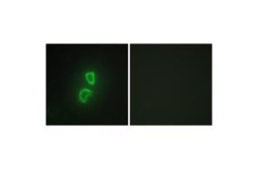 Immunofluorescence - TNF11 Antibody from Signalway Antibody (33569) - Antibodies.com