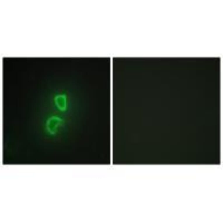Immunofluorescence - TNF11 Antibody from Signalway Antibody (33569) - Antibodies.com