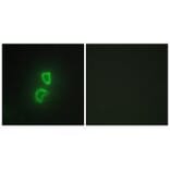 Immunofluorescence - TNF11 Antibody from Signalway Antibody (33569) - Antibodies.com