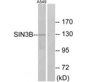 Western blot - SIN3B Antibody from Signalway Antibody (33607) - Antibodies.com