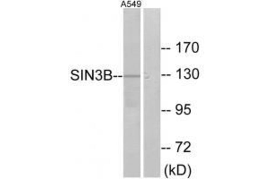 Western blot - SIN3B Antibody from Signalway Antibody (33607) - Antibodies.com