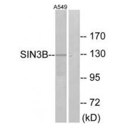 Western blot - SIN3B Antibody from Signalway Antibody (33607) - Antibodies.com