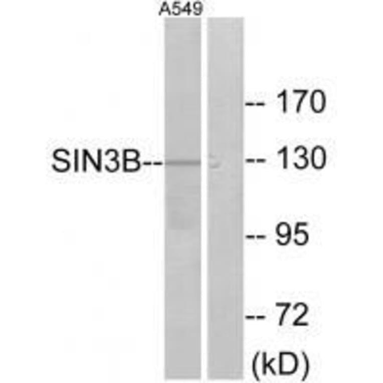 Western blot - SIN3B Antibody from Signalway Antibody (33607) - Antibodies.com