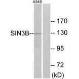 Western blot - SIN3B Antibody from Signalway Antibody (33607) - Antibodies.com