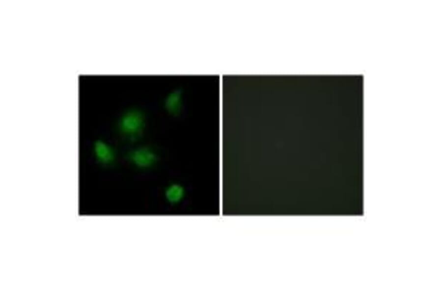 Immunofluorescence - SIN3B Antibody from Signalway Antibody (33607) - Antibodies.com