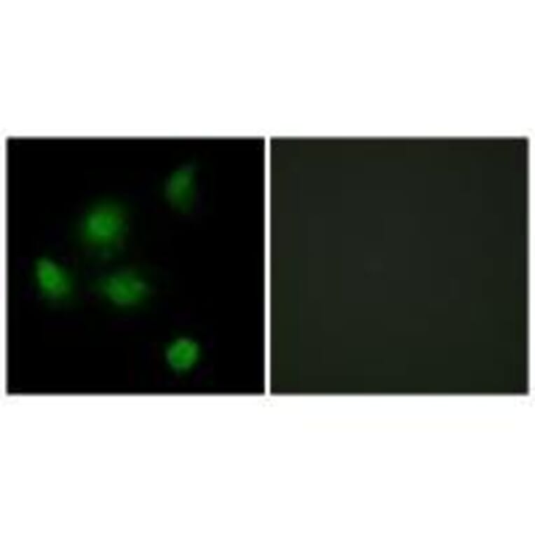 Immunofluorescence - SIN3B Antibody from Signalway Antibody (33607) - Antibodies.com